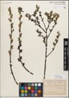 Foto von Salix myrsinifolia Salisb.